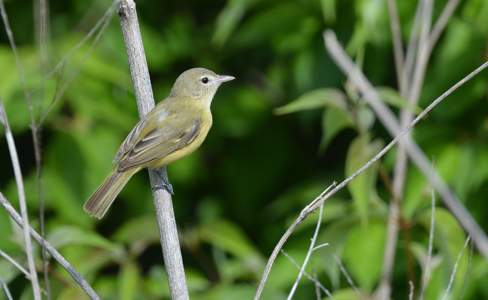 image Bell's Vireo